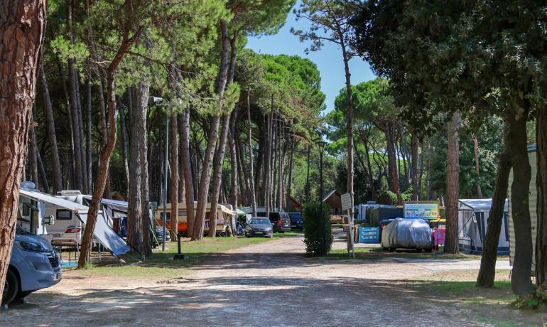 Campeggio tra pini con camper e roulotte parcheggiati.